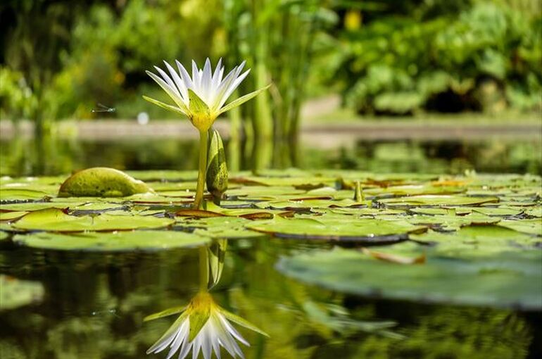 water-lily-1857350_1920_R